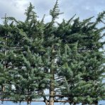 Céder Himalájsky (Cedrus deodara) ´BUSH ELECTRA´, výška: 280-320 cm, kont. C150L - ŠPALIERA (-23°C)